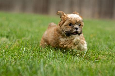 Shorkie Mixed Dog Breed Pictures, Characteristics, & Facts