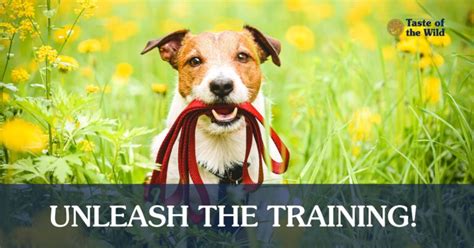 How to Train Your Puppy to Walk on a Leash