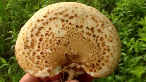 Pheasant Back mushrooms (Dryad's Saddle) - YouTube