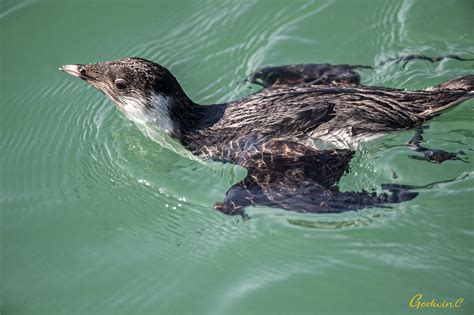 Ancient Murrelet | BirdForum