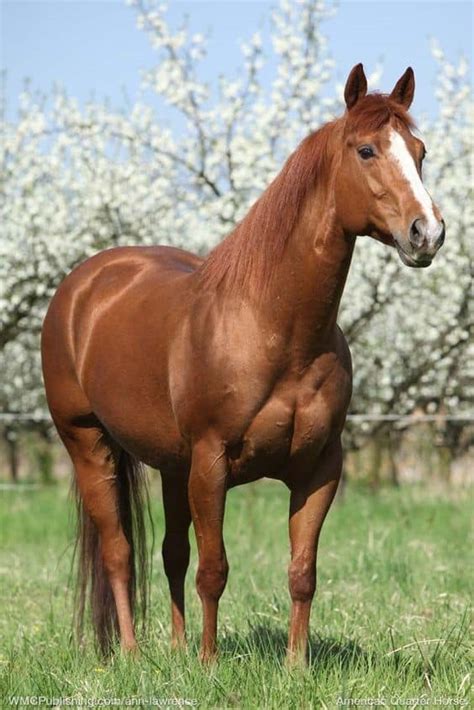 Are Quarter Horses The Best Breed For You?