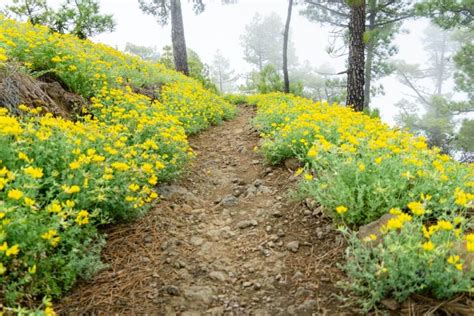 6 Amazing La Palma Hiking Trails - Family Can Travel