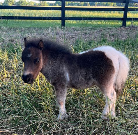 Colt 1 – Shady Oaks Miniature Horse Farm