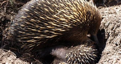 Eucalypt Habitat: Australia Day Special: Echidna Suckling Her Puggle