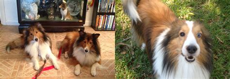 Mid Flordia Sheltie Rescue - Finds, Loves, Rescues and Fosters ...