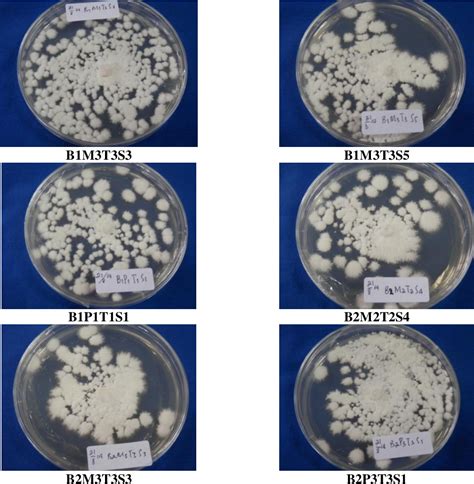 Morphological and Molecular Identification of Beauveria bassiana as ...