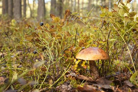 Premium Photo | The podosinovik mushroom hid in the grass habitat