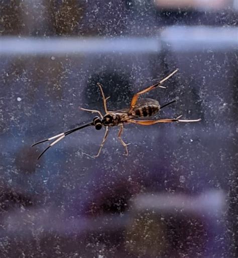 What is a Ichneumon Wasp? | U.S. Pest Protection