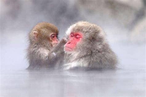 40 Things To Do In & Around Nagano - SNOW MONKEY RESORTS