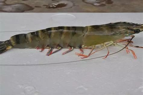 10 Types of Shrimp for Aquaculture and Aquascape - DELOS Aqua