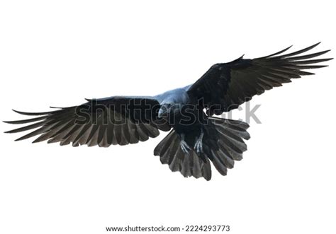 Birds Flying Ravens Isolated On White Stock Photo 2224293773 | Shutterstock