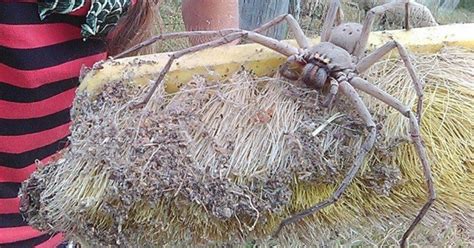 Terrifying photo of giant spider nicknamed Charlotte goes viral - CBS News