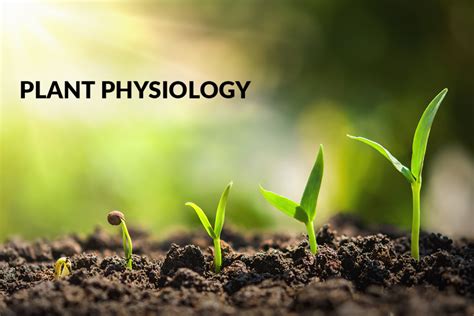 Plant Physiology - Researchworld