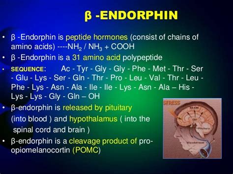 presentation on Endorphin hormone