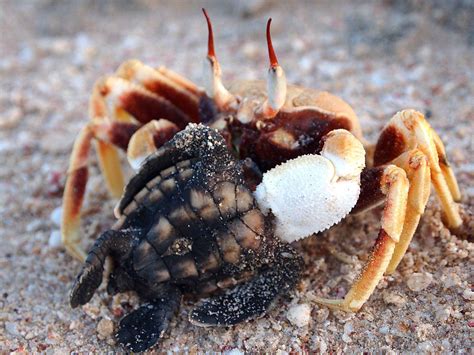 A horned ghost crab (Ocypode ceratophthalma) preying on a loggerhead ...