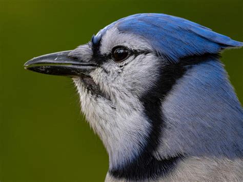 How Long Do Blue Jays Live? [Learn Their Life Cycle] - Birdwatching Buzz