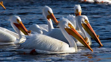 American White Pelicans Travel to Saskatchewan Looking for Love - The ...