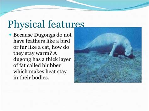 Isabelle's dugong powerpoint