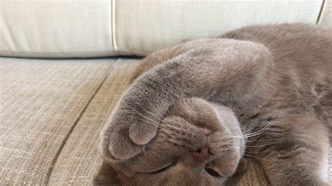 Cute Scottish fold sleeping - YouTube