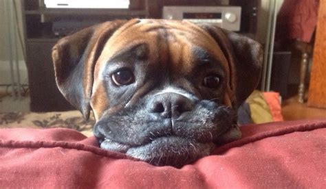 17 Reasons Boxer Dogs Are The Worst Indoor Dog Breeds Of All Time