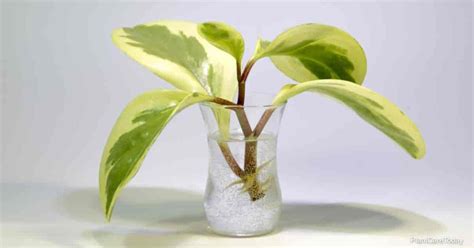 Peperomia Propagation: How To Propagate Baby Rubber Plants