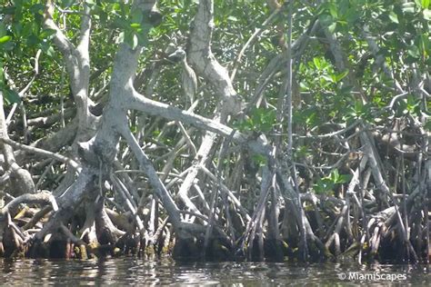 Mangrove Animals, Shorebirds and Marine Life