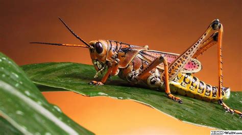 Grasshopper Wallpapers - Top Free Grasshopper Backgrounds - WallpaperAccess