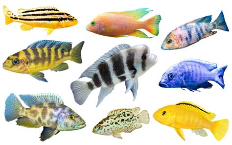 African Cichlids List