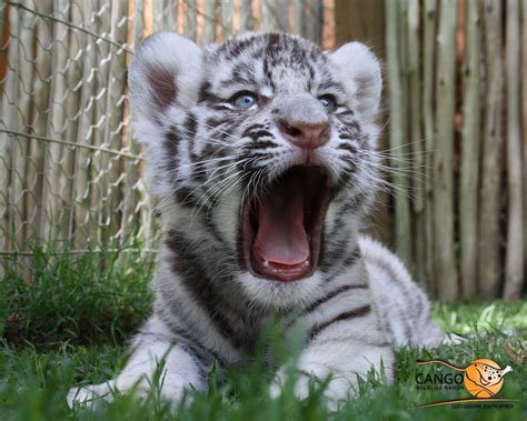 White Tiger Cub Wallpapers - Wallpaper Cave