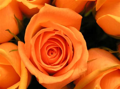 Orange Roses wallpaper | 1600x1200 | #66540