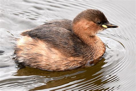 Little Grebe by Fausto Riccioni - BirdGuides