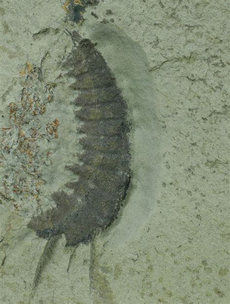 Anomalocarissaron Fossil