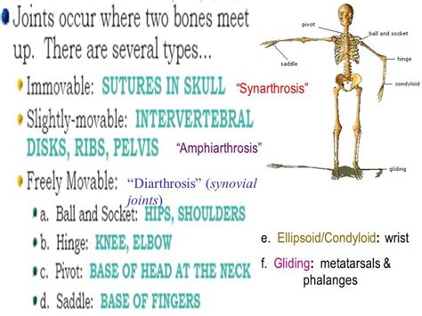 Synarthrosis Amphiarthrosis Diarthrosis (synovial joints) e. | Basic ...