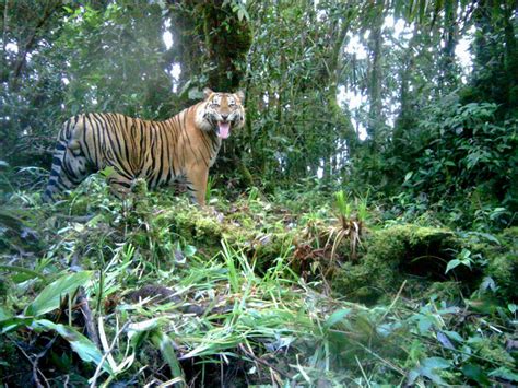 Harimau Sumatera Mangsa Ternak Warga di Bengkulu, Habitat Terganggu ...