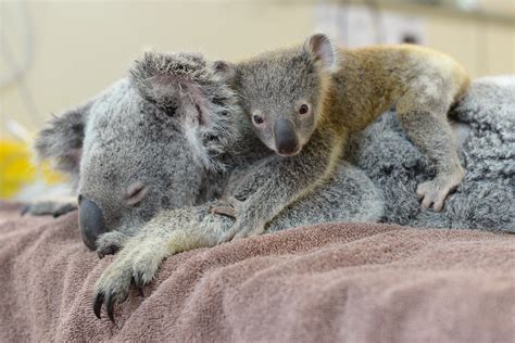 Baby Koala Didn't Leave His Mother's Side In The Hospital | HuffPost Impact