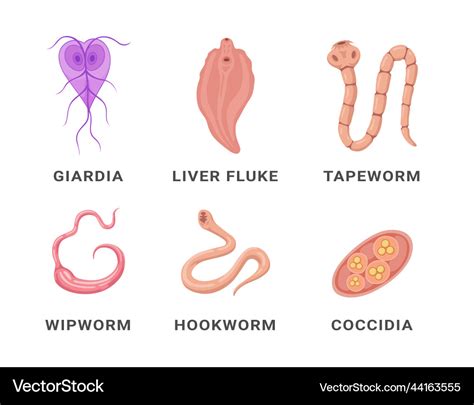 Human Intestinal Parasites Set Infographic Scheme Vector Image | The ...