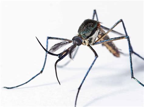 The World's Largest Mosquito Species - A-Z Animals