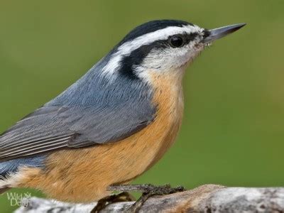 Red-breasted Nuthatch - Wild DelightWild Delight