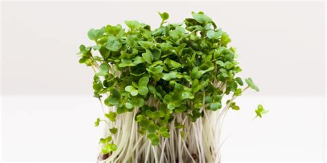 Broccoli Sprouts – All You Need to Know | Instacart Guide to Fresh Produce