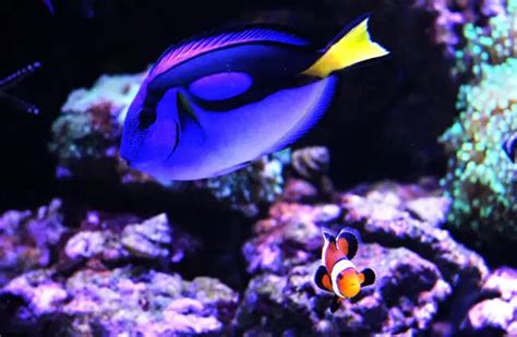 Dory - Description, Habitat, Image, Diet, and Interesting Facts