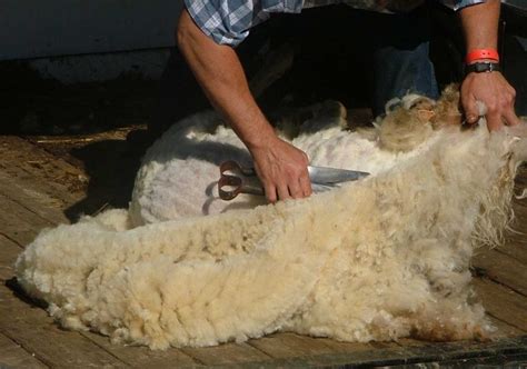 Sheep Shearing - The Benefits Of Using Hand Shears