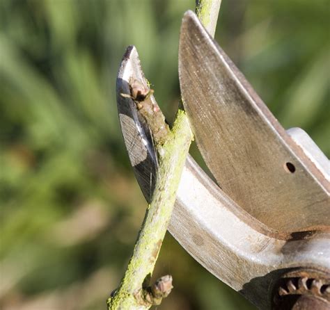 How to prune a peach tree: and the best time to do it | Homes & Gardens