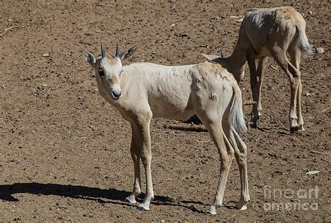 Arabian Oryx Baby Photograph by Elisabeth Lucas - Fine Art America