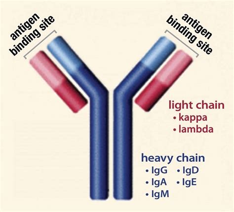 Myeloma protein & multiple myeloma protein test in blood & urine