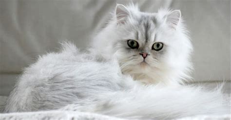 15 types of white cats