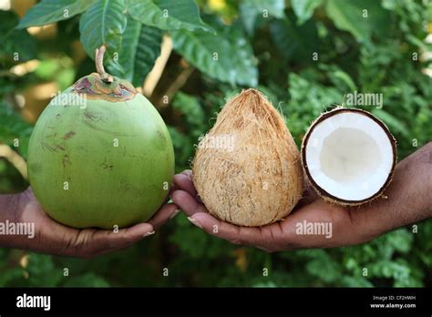 Cocos nucifera , coconut palm , fruit and seed Andhra Pradesh South ...