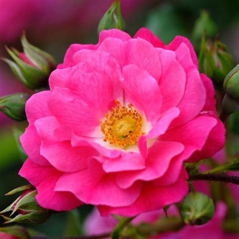 Buy rose Flower Carpet Pink (ground cover rose) Rosa 'Pink Flower ...