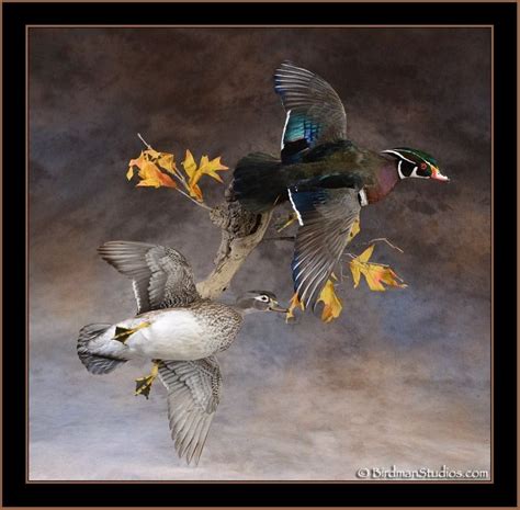 Birdman Studios Waterfowl Taxidermy * Upland & Bird Taxidermy * Duck ...