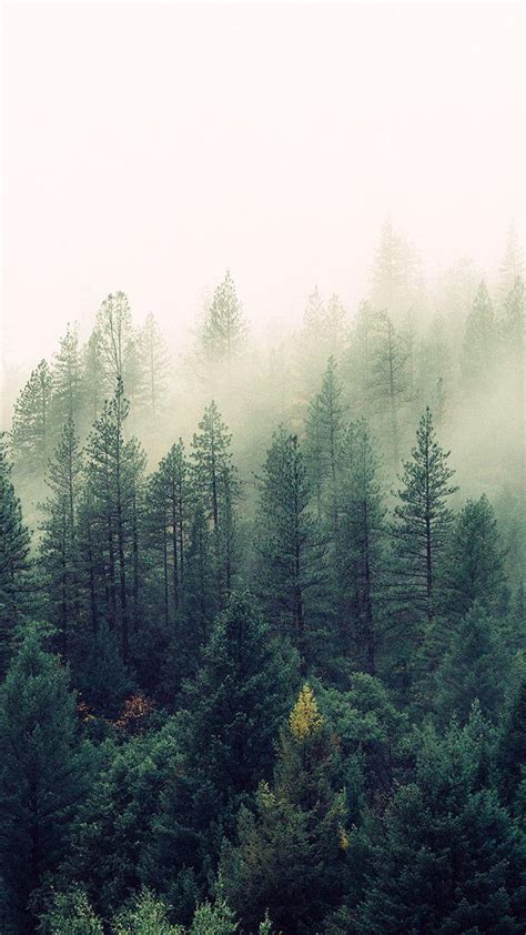 Discover 75+ foggy forest wallpaper best - 3tdesign.edu.vn