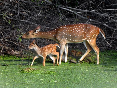 Spotted Deer with fawn | Vijayamurthy sadagopalan | Flickr